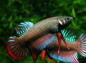 PESTI EXOTICI & ACVARI